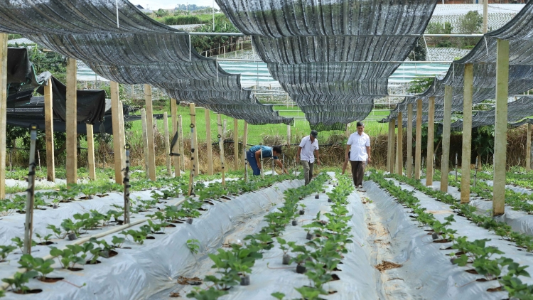 Nông dân Sơn La rộn ràng vào vụ sản xuất dâu tây