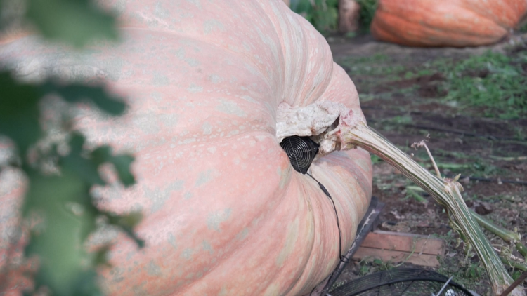 Người Nga lập kỷ lục với bí ngô gần một tấn