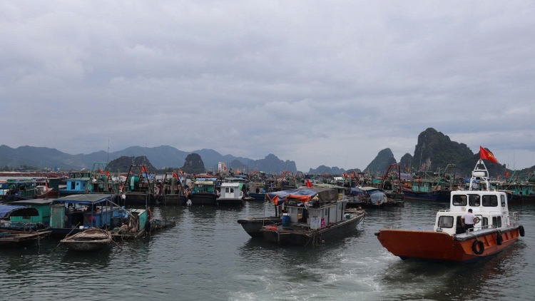 Quảng Ninh: Tạm ngừng cấp phép hoạt động tàu ở một số khu vực do ảnh hưởng của bão