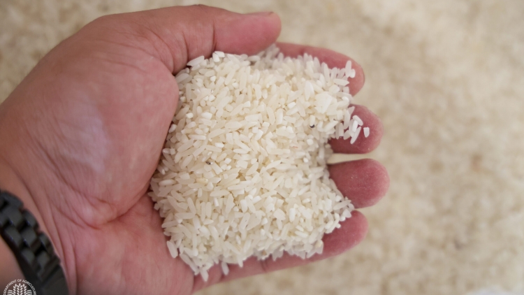 Philippines: Thuế nhập khẩu gạo có thể lên tới 35% sau khi lệnh cấm kết thúc