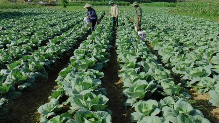 Chủ động sản xuất vụ Đông đạt năng suất cao (22/10/2025)