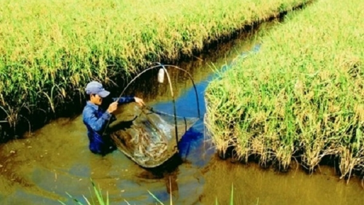 Phát triển thủy sản linh hoạt thích ứng biến đổi khí hậu (28/10/2025)