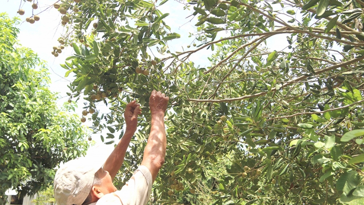 Từ trái cây sạch đến thị trường lớn