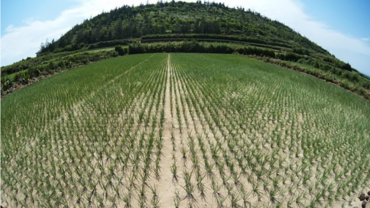 Hành trình vì một Lý Sơn xanh