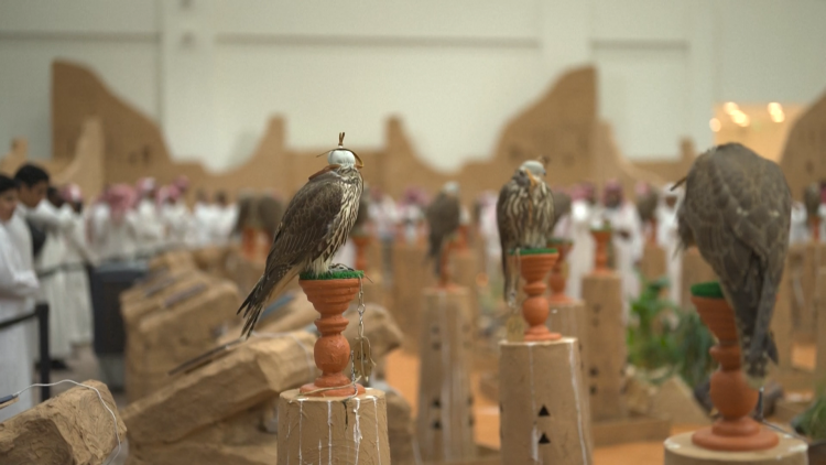 Cạnh tranh đấu giá chim ưng quốc tế - nỗ lực của Saudi Arabia trong việc bảo tồn di sản truyền thống