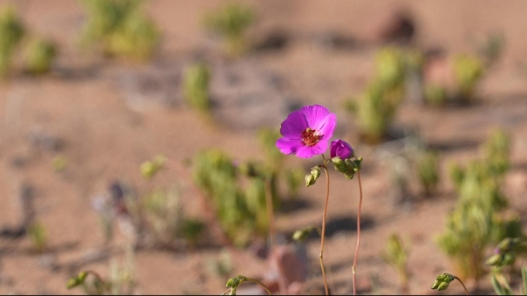 Hoa sa mạc Atacama của Chile - chìa khóa cho các loại cây trồng chịu hạn