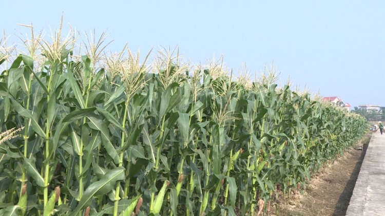 Sử dụng giống ngô mới cho hiệu quả vượt trội
