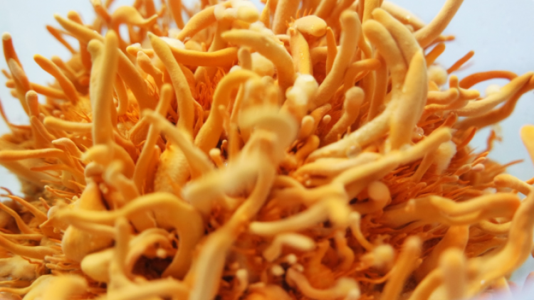 Nano Đông trùng hạ thảo 3 Bổ (Bổ Gan- Bổ Thận- Bổ phổi) 