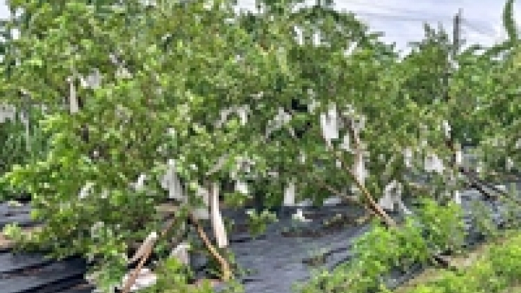 Hồi phục, chăm sóc cây trồng sau bão lũ