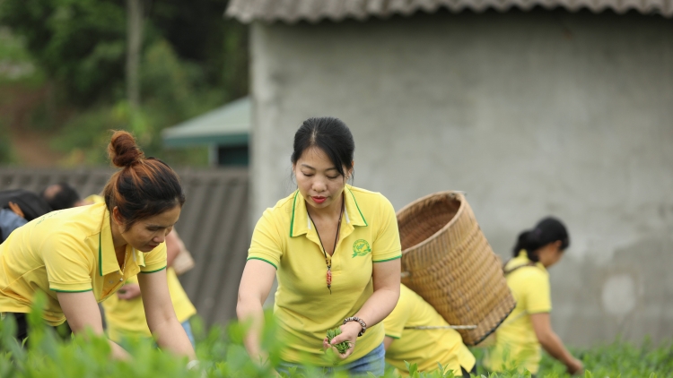 Hành trình đưa thương hiệu xứ trà vươn xa