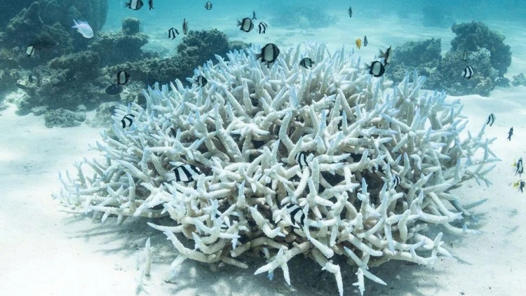 Bão dữ hoành hành, san hô chết trắng - LHQ cảnh báo khẩn về biến đổi khí hậu