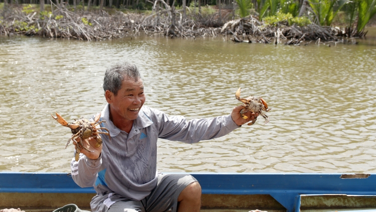 Mô hình rừng - thủy sản mang lại nguồn thu ổn định cho nông dân ven biển Vĩnh Long (10/11/2025)