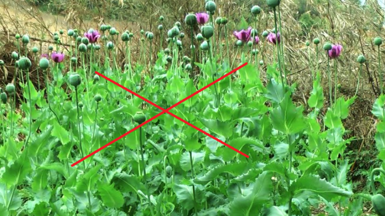 Xóa sạch ma túy góp phần phát triển kinh tế- xã hội bền vững