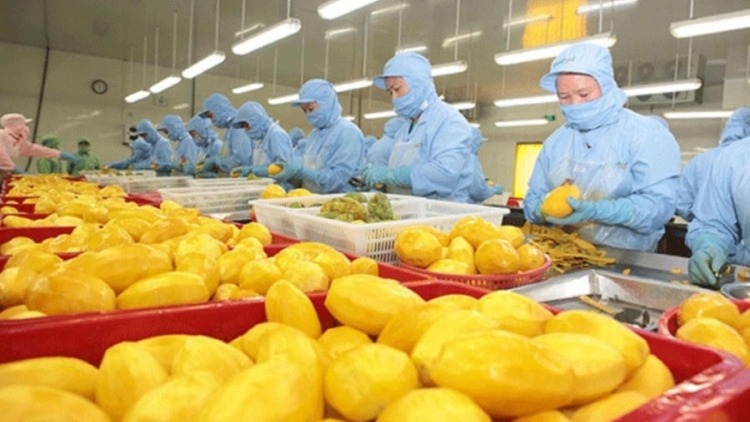 Theo dòng thời sự sáng 12/11/2025