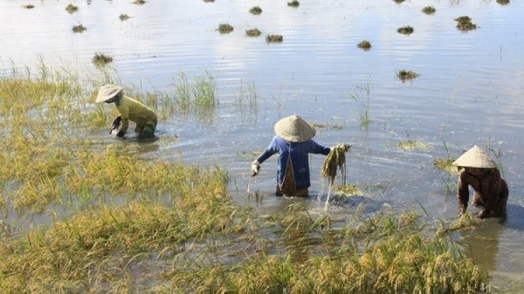 Điều tiết giảm ảnh hưởng triều cường tại khu vực ĐBSCL 