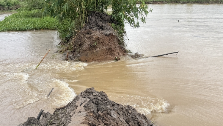 Cần Thơ: Triều cường dâng cao gây vỡ đê bao Cồn Sơn 
