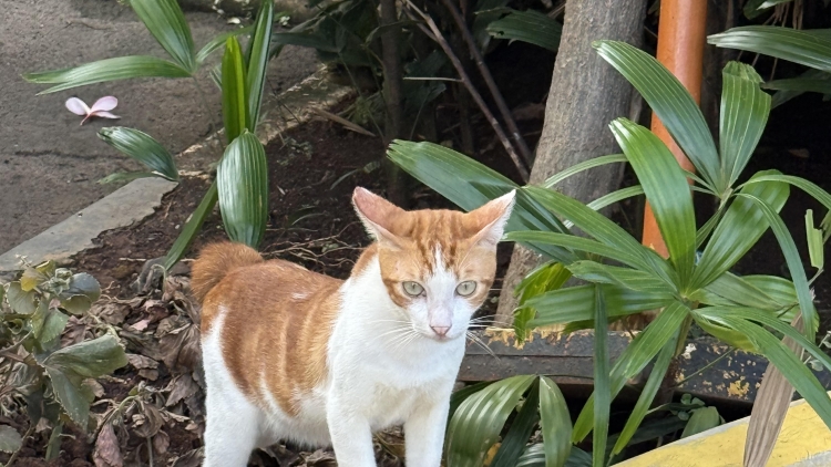 Cấm buôn bán thịt chó, mèo và động vật hoang dã - nỗ lực đón đầu cải cách luật pháp của Indonesia