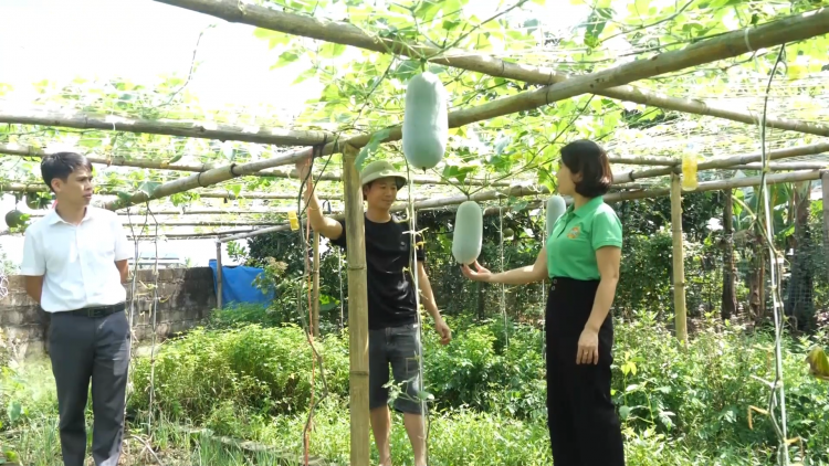 Bí thơm Văn Bàn – thay đổi tư duy, làm giàu từ đất