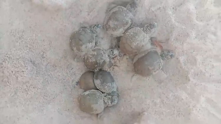 Thả 6.500 rùa Taricaya về rừng Amazon – Hành trình hồi sinh tự nhiên