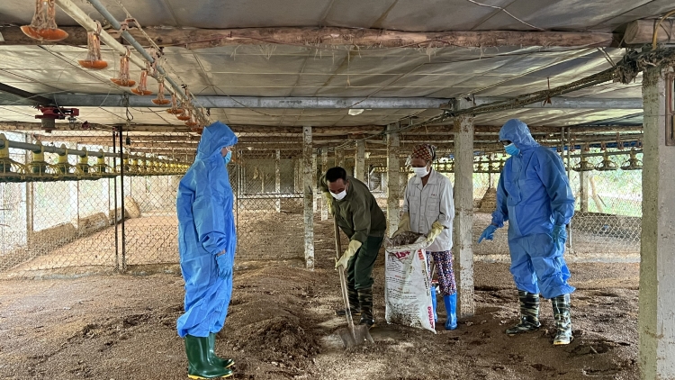 Tái đàn chăn nuôi an toàn dịp cuối năm (04/11/2025)