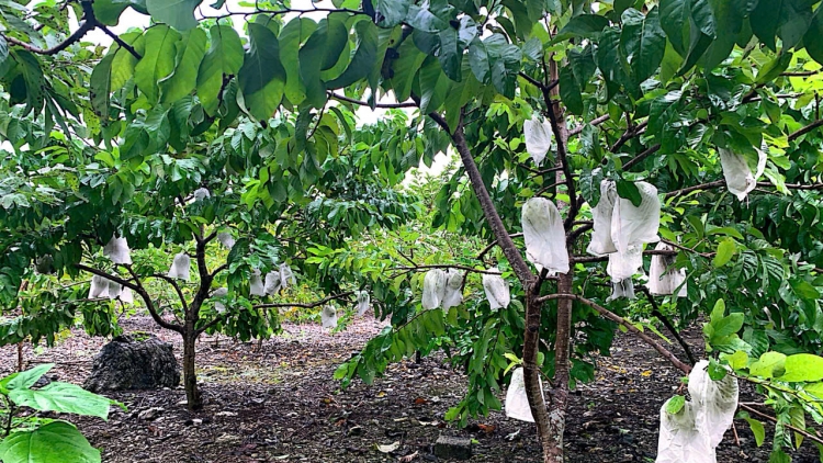 Đảm bảo hoàn thành mục tiêu quốc gia giảm nghèo bền vững với mô hình chính quyền địa phương 2 cấp