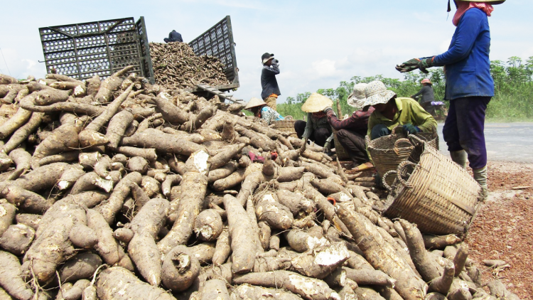 Phát triển cây sắn bền vững cần quan tâm đến giống và tiêu thụ sản phẩm