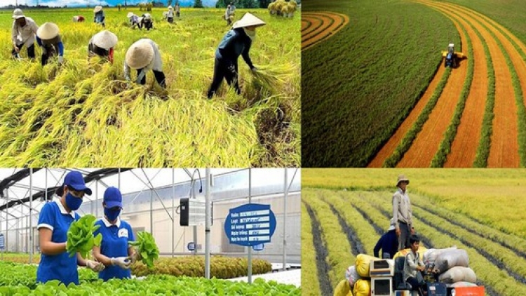 Liên kết chuỗi giá trị: Hướng đi bền vững cho nông sản (28/11/2025)