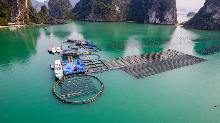 Hướng tới nền nuôi biển công nghiệp, hiện đại và bền vững (12/11/2025)