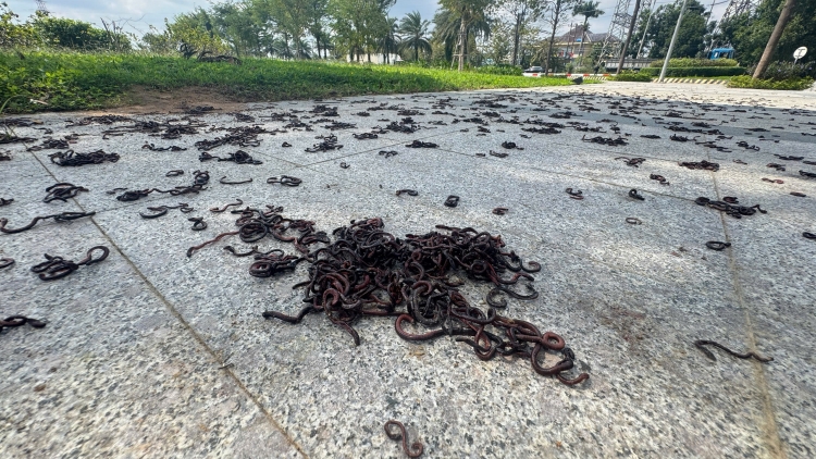 Hàng ngàn con giun đất ngoi lên mặt đất, bò dày đặc gần khu đô thị
