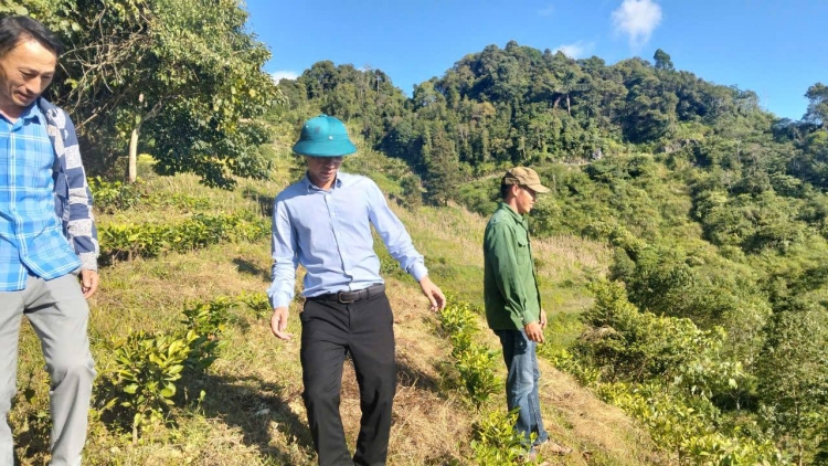 Lào Cai: Phát triển vùng nguyên liệu chè hướng đi bền vững trong công tác giảm nghèo