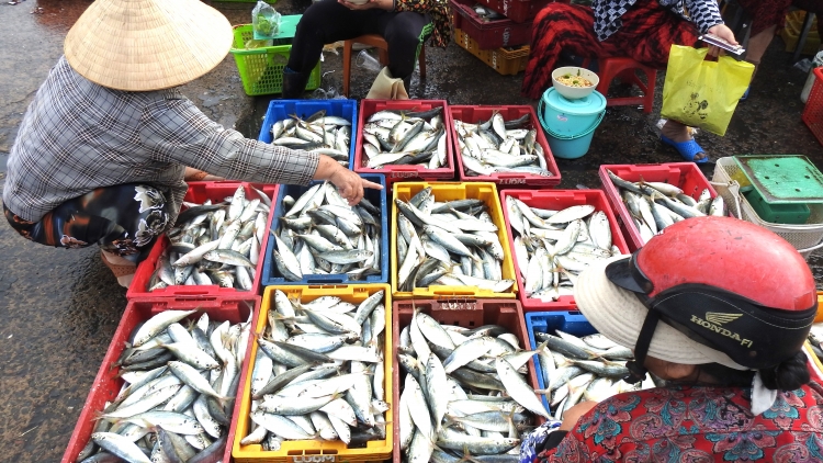 Lâm Đồng đặt hạn chót xử lý tồn đọng liên quan đến khai thác IUU (29/10/2025)