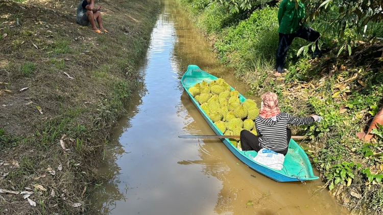 Đồng Tháp: Trái sầu riêng đầu vụ hút hàng, tăng giá trở lại