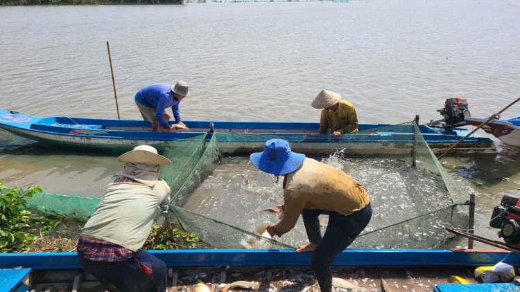 Nông dân Cần Thơ thu nhập cao từ nuôi cá ruộng mùa nước nổi
