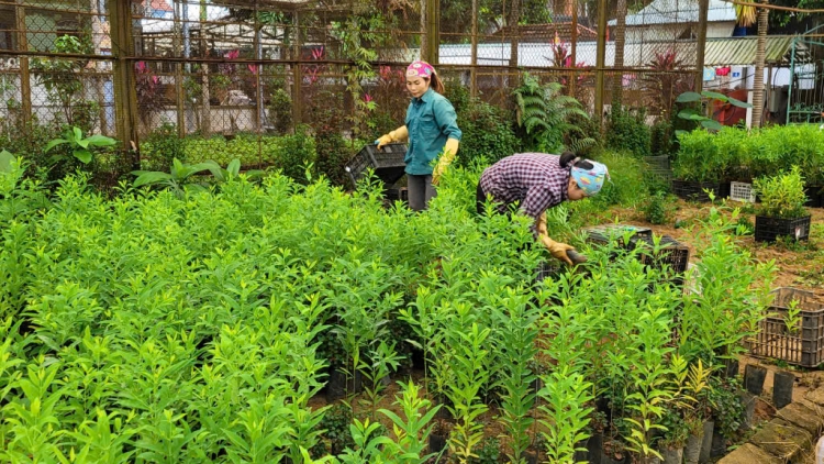 Trồng rừng gỗ lớn có chứng chỉ bền vững: Chìa khoá để ngành gỗ vươn xa (15+16/11/2025)