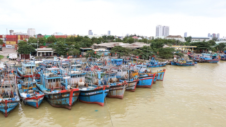 Ngư dân Đà Nẵng nhanh chóng đưa tàu thuyền đi trú bão