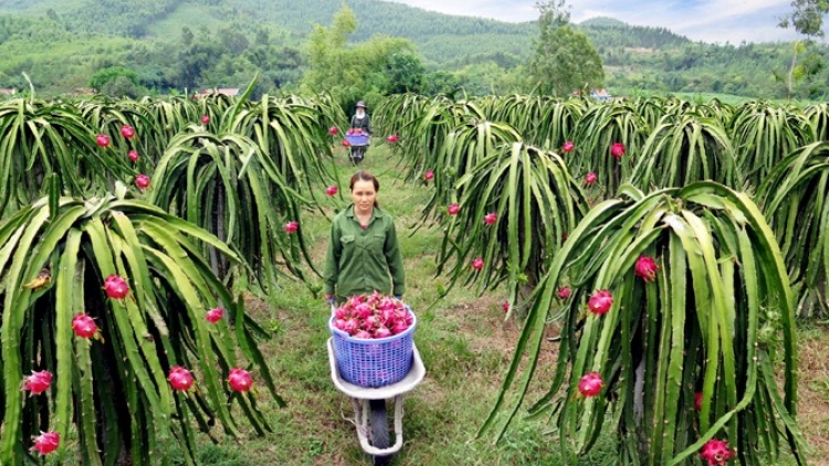 Nông dân Phú Thọ đẩy mạnh ứng dụng công nghệ, nâng cao hiệu quả trong hoạt động sản xuất nông nghiệp