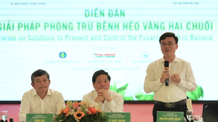 Chuối: ngành hàng tiềm năng "tỷ đô"