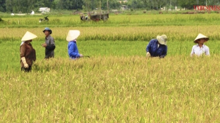 HTX tiên phong phát triển sản phẩm OCOP, góp sức xây dựng nông thôn mới (09/12/2025)