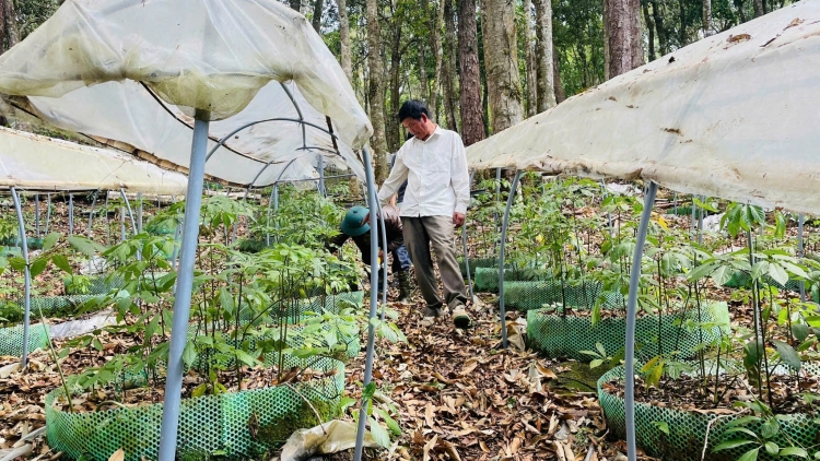 Người dân vùng cao Quảng Ngãi biến “rừng xanh” thành sinh kế xanh (11/12/2025)