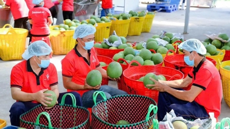 Kết nối nông dân vào chuỗi liên kết: Hướng đi bền vững cho nông nghiệp