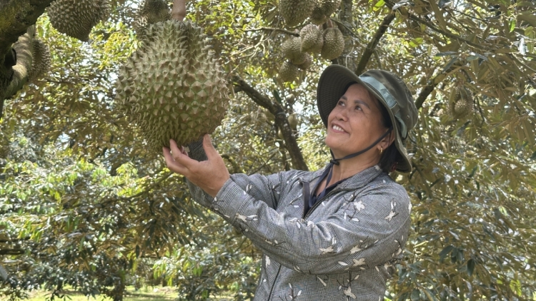 Sầu riêng xuất khẩu tăng tốc – Những lỗ hổng quản trị và bài toán phát triển bền vững.
