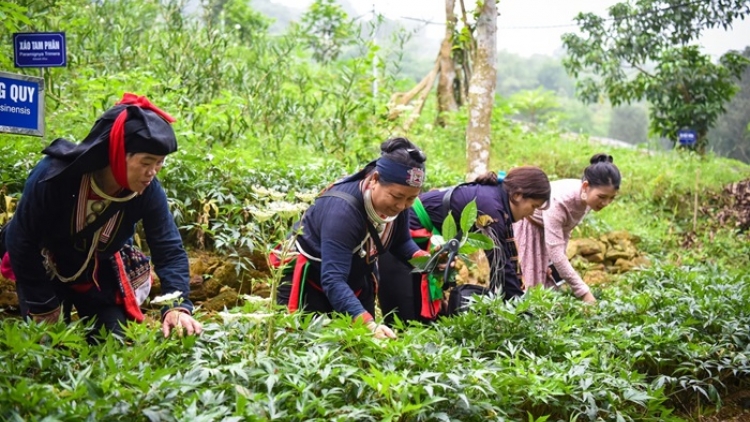 Phát triển vùng trồng nguyên liệu quý, góp phần nâng cao chất lượng dược liệu
