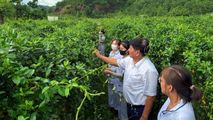 Phát triển vùng dược liệu giúp giảm nghèo bền vững