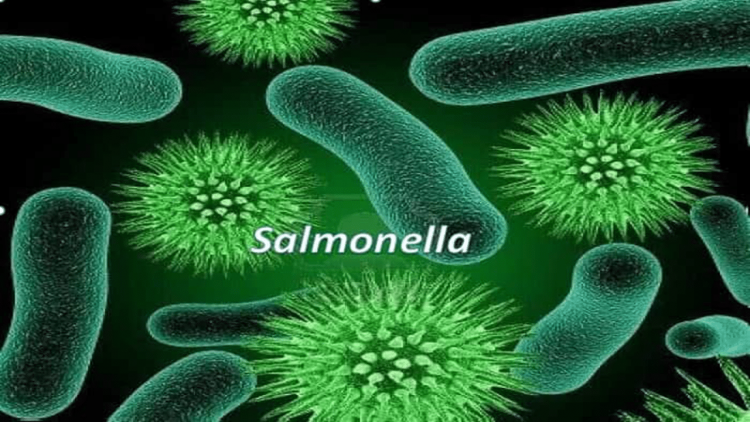 Cẩn trọng với vi khuẩn Salmonella