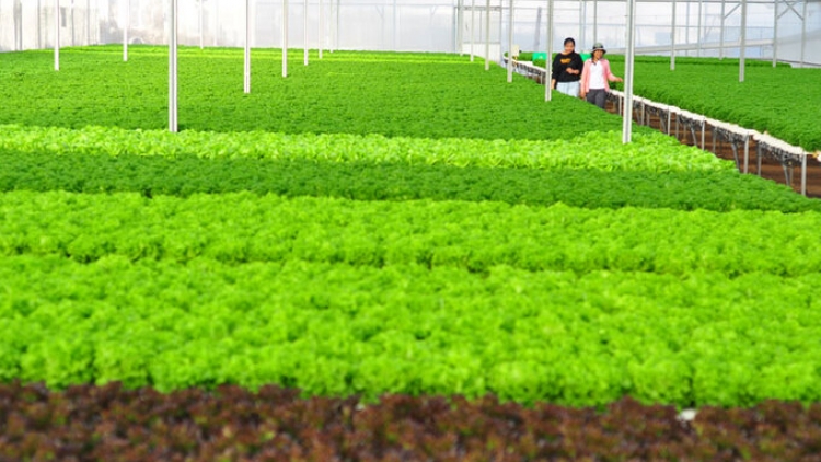 Đẩy mạnh sản xuất nông nghiệp “xanh” 