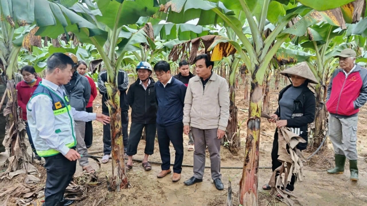 Khẩn trương khôi phục sản xuất nông nghiệp sau mưa bão tại miền Trung 