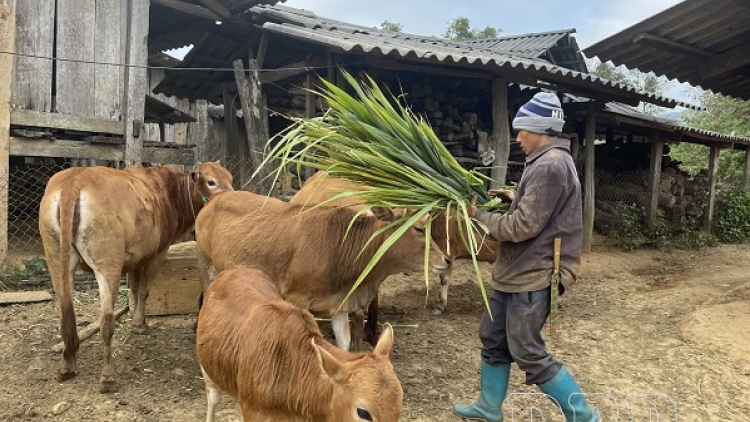 Giảm nghèo từ gốc: Sinh kế bền vững là chìa khóa (07/12/2025)