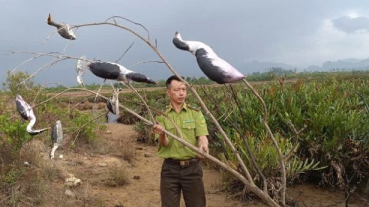 Cục Lâm nghiệp và Kiểm lâm kiểm tra các khu vực trọng điểm về bẫy bắt chim cư tại Quảng Ninh