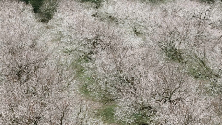 Sắc hoa gọi đông về trên cao nguyên Mộc Châu 