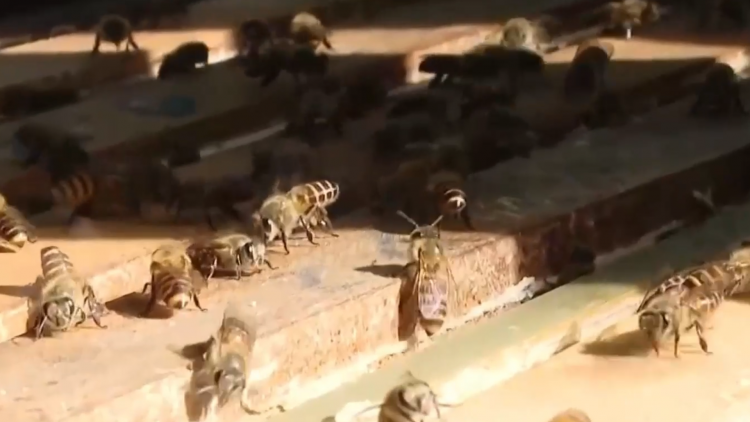 Chuyển đổi số và hành trình xây dựng thương hiệu mật ong Vĩnh Hoàng 